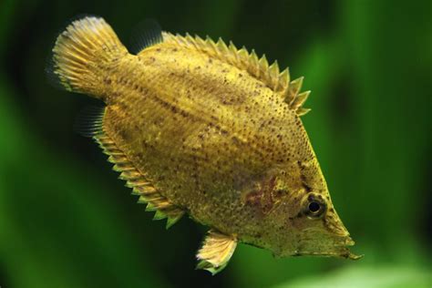 Leaf Fish .